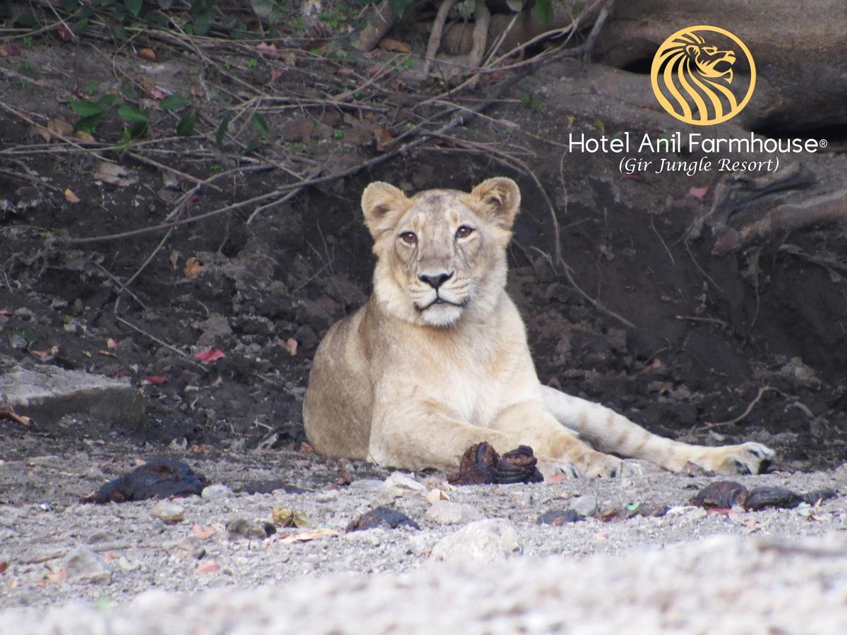 Hotel Anil Farmhouse Gir Jungle Resort Sasan Gir Extérieur photo